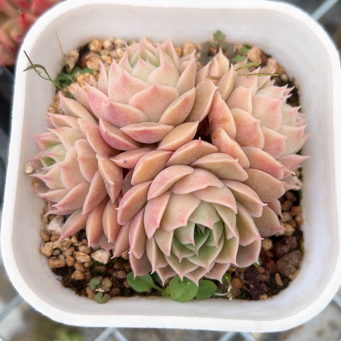 昂斯洛（满38包邮）多肉