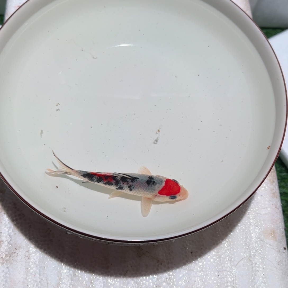 东***锦鲤锦鲤 观赏鱼 锦鲤