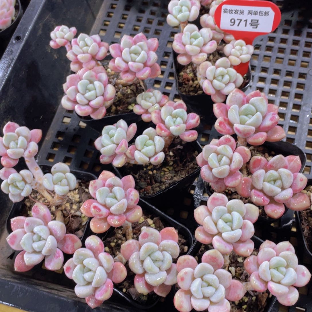 971号 花斑露白鹭多头群一颗