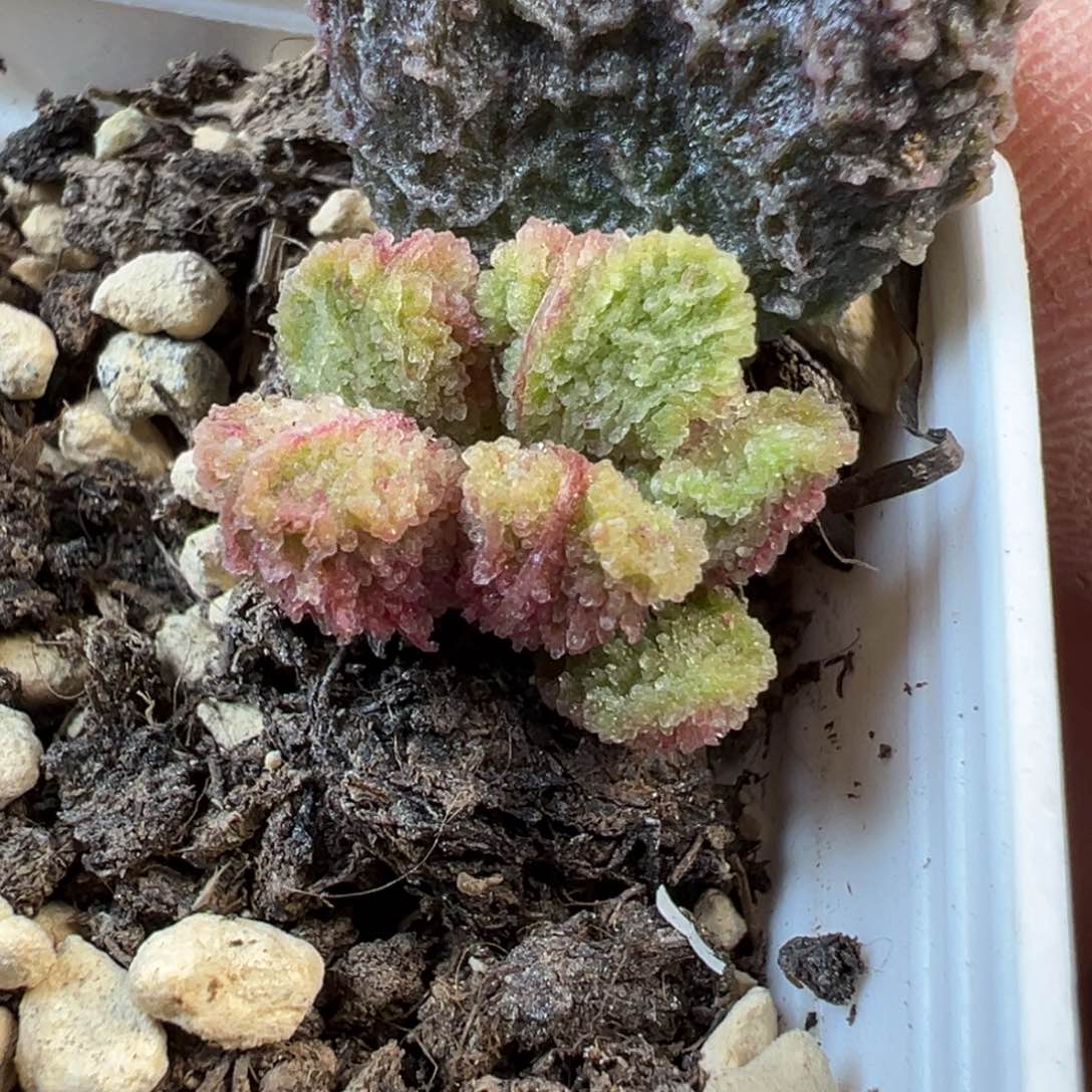 实生新品多肉植物水泡