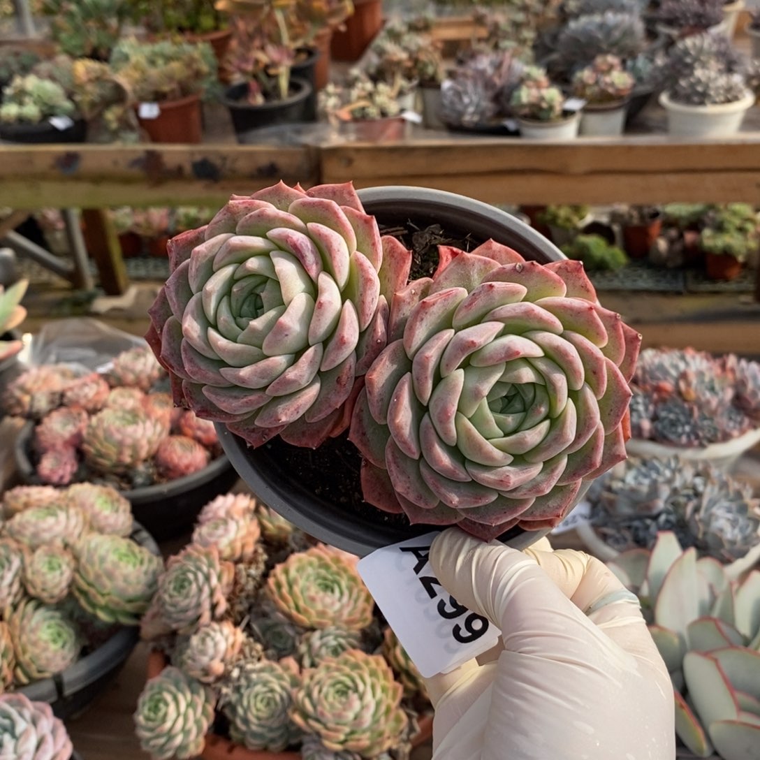 299冰橙多头一物一拍