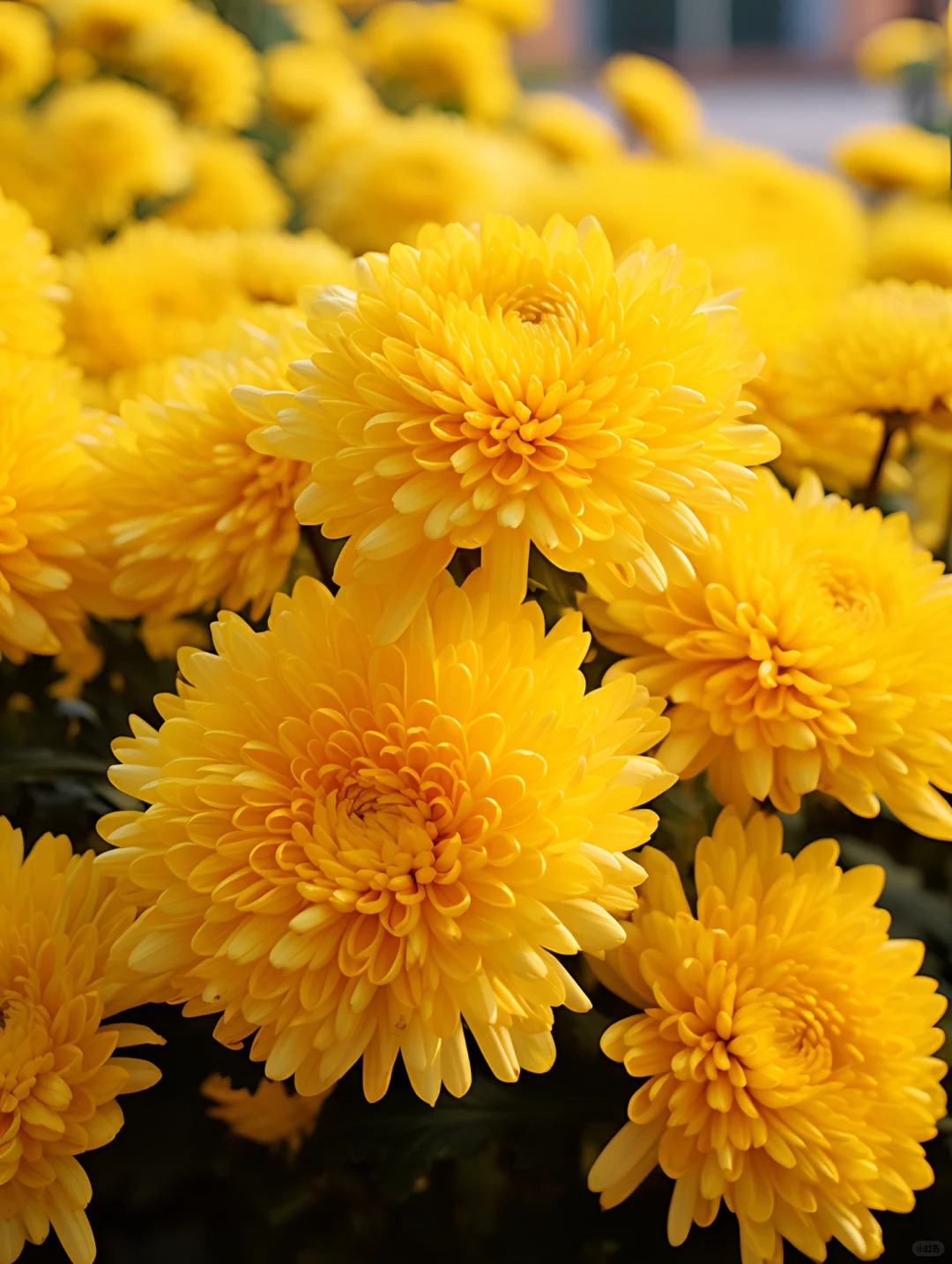 【黄色菊花】会掉花掉叶介意不要拍庭院阳台地栽盆室内室外