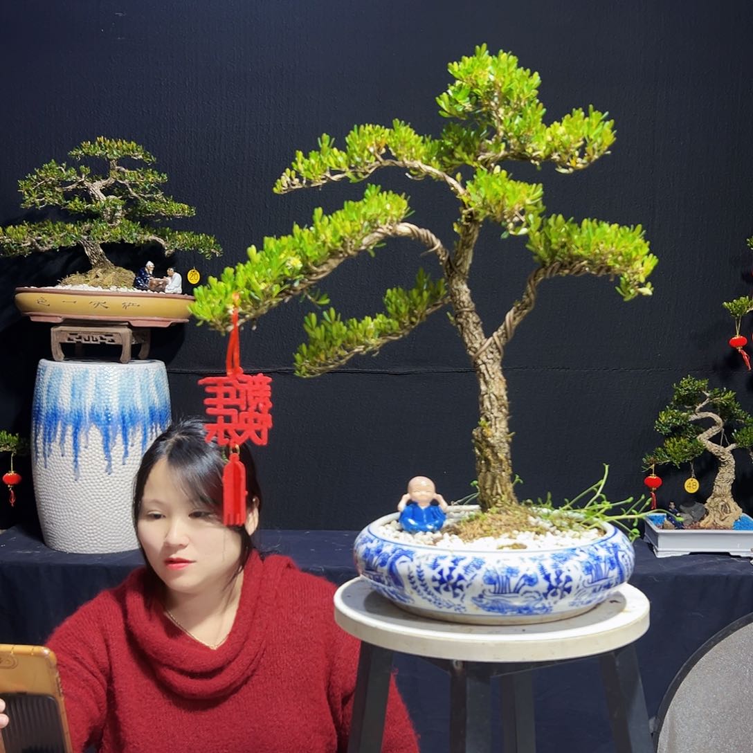 广东黄杨木盆景广东黄杨木盆景