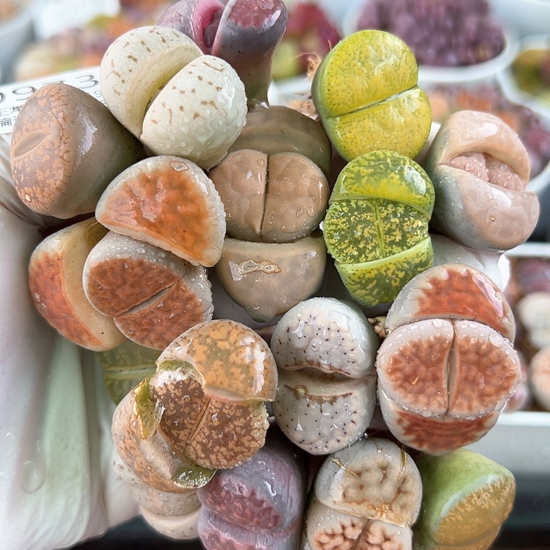 0973共16颗开播福利