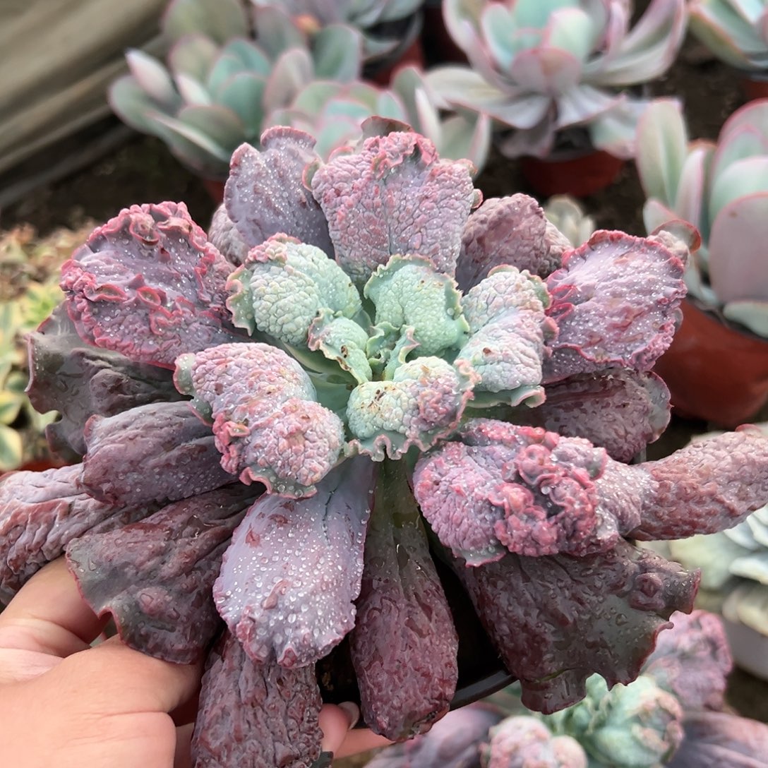多肉植物多肉植物