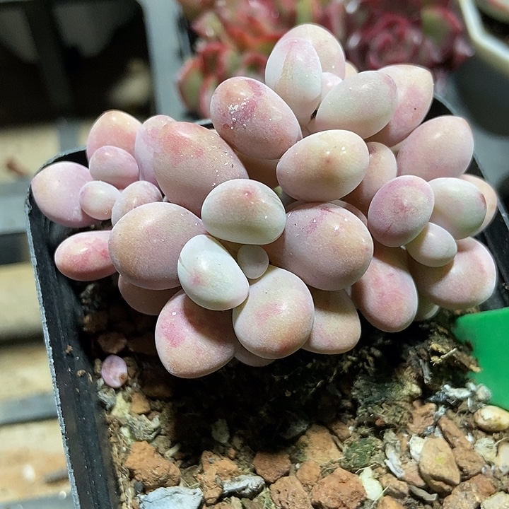 多肉植物桃蛋601多肉