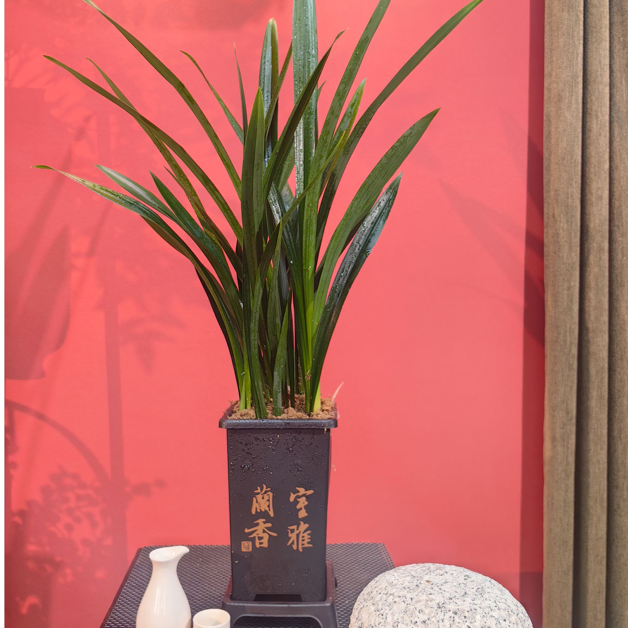 【子铃专属】墨兰企黑盆栽兰花室内花卉8-10苗四季常青基地直发