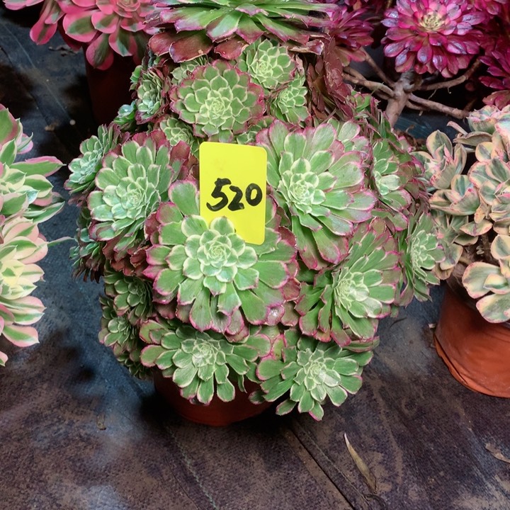 520绿体繁星多肉一物一拍