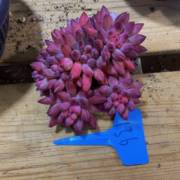 这个我都看出来这一