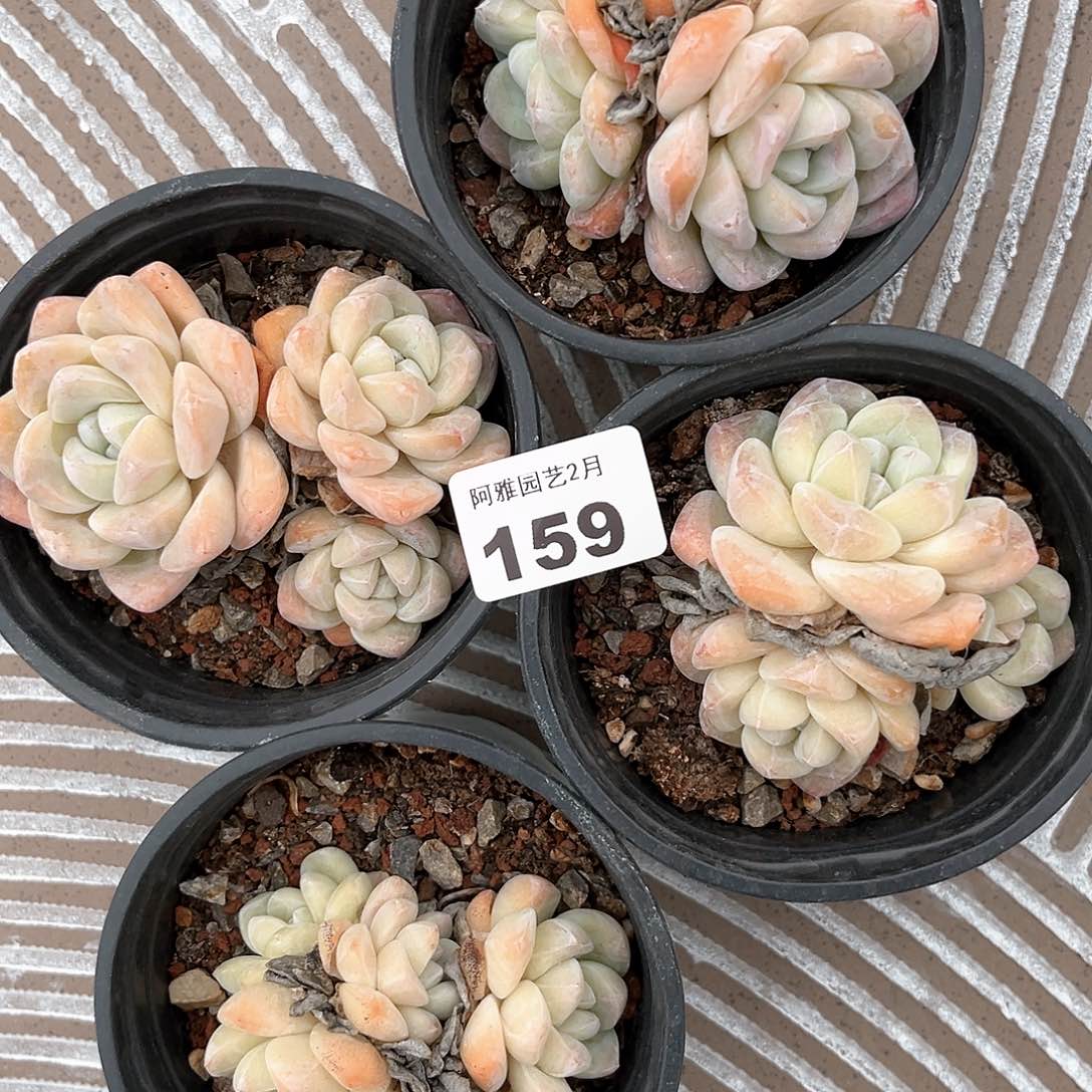 阿雅园艺。           159