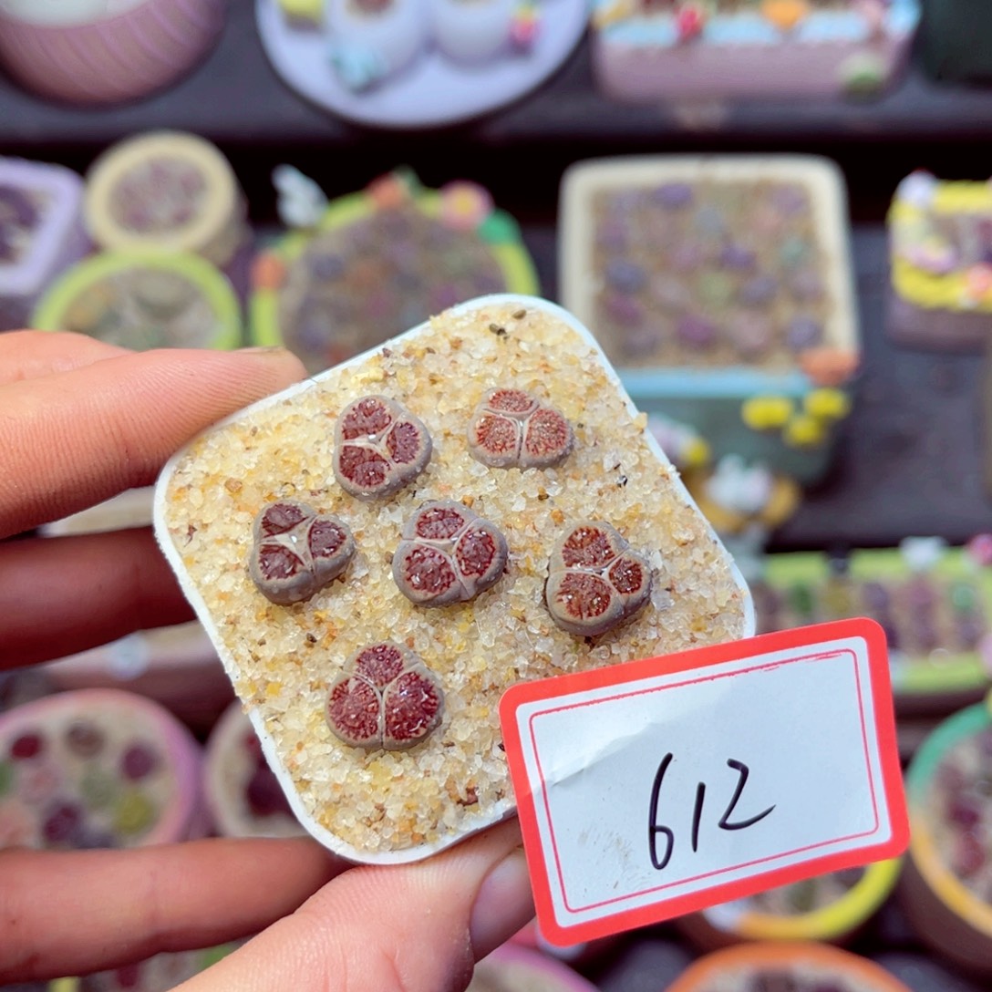 612生石花带盆发1