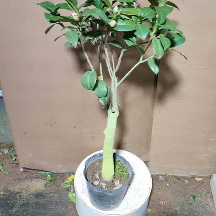 699乌马克，原盆原土发货，不包邮