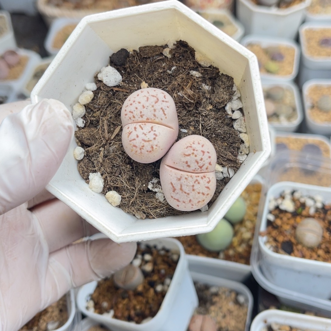 多肉植物一物一拍45