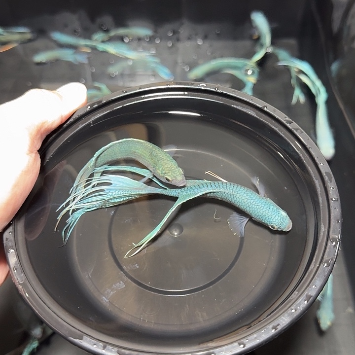 斗鱼直播间对图无纹蓝27