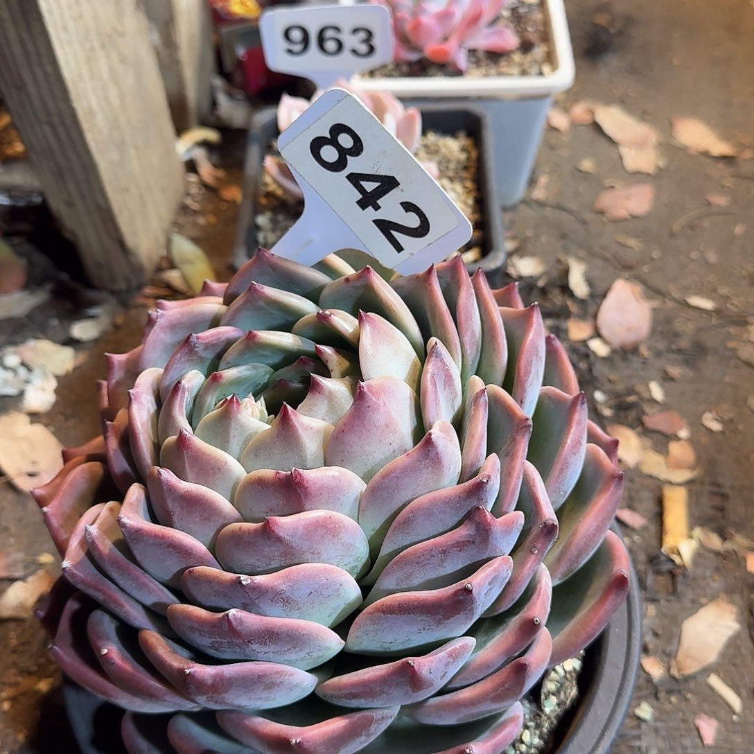 立***碰842香提卡123456789123