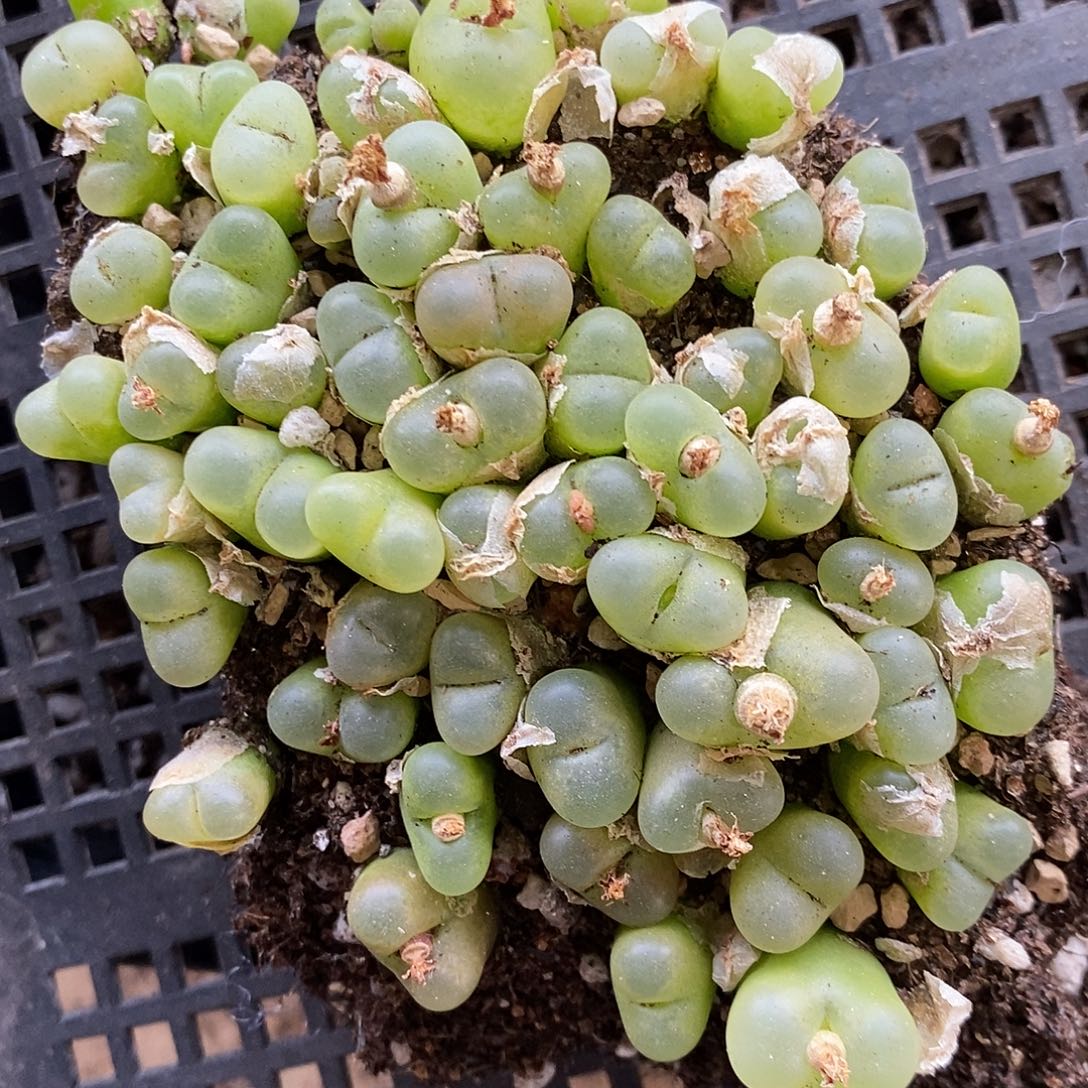 1351毛汉尼切糕一组。   