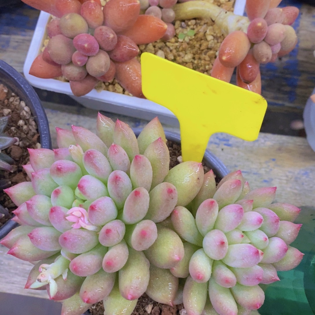 清货转场，一物一拍，看准下单