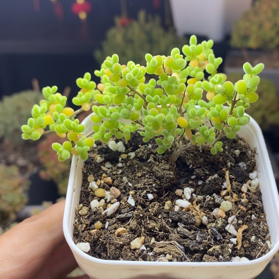 939号蜜橘糖球枝干多肉