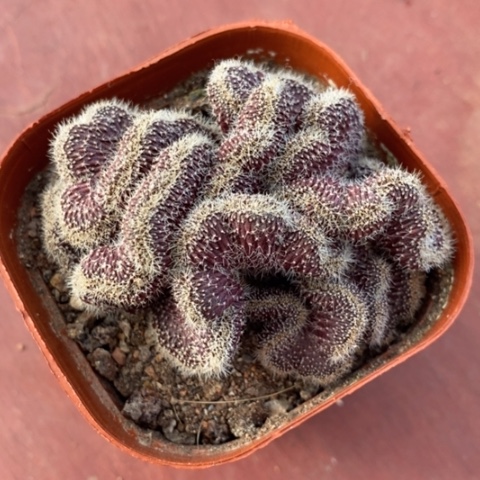 红彩草缀化7仙人球