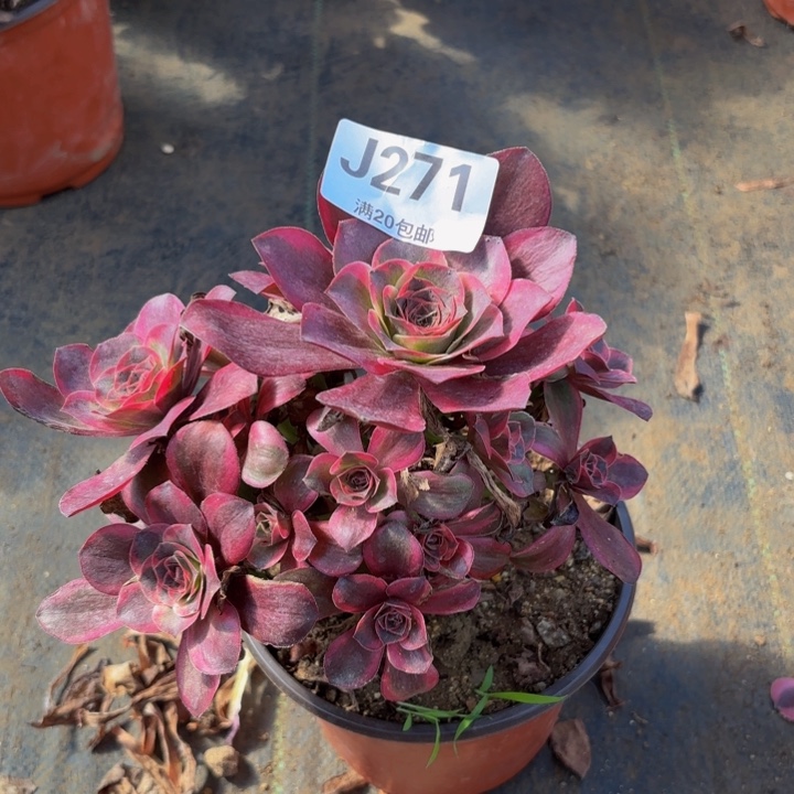 瑞妈多肉植物，271纳福