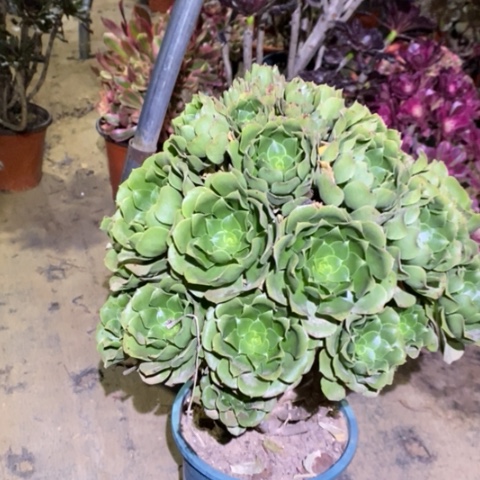 绿羊绒多肉植物048