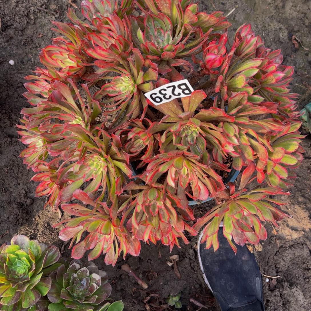 雪姬法师16/////1包邮