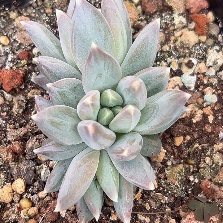 美人特价一物一拍