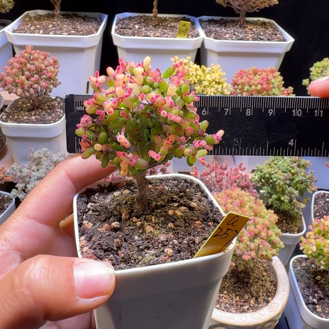 a257号糖球锦冠服7厘米左右