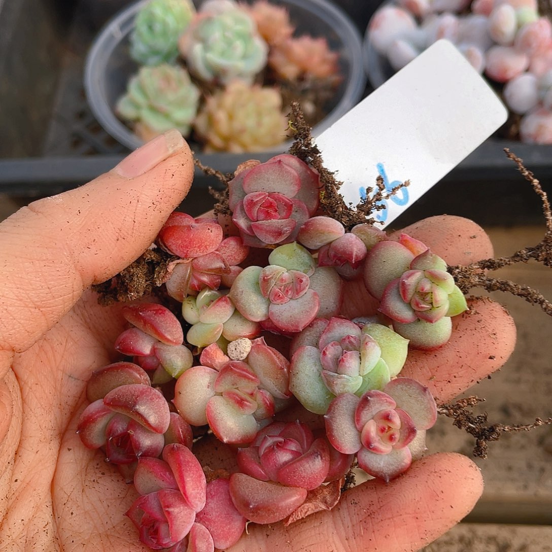 多肉植物多肉植物56