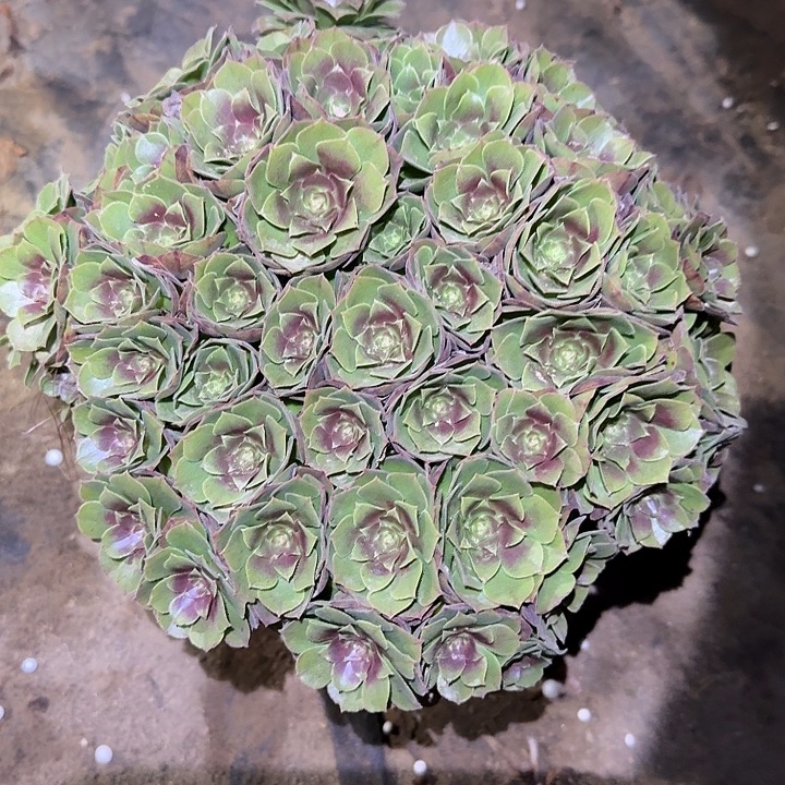 精品红心沙拉碗绣球朵朵亏本福利