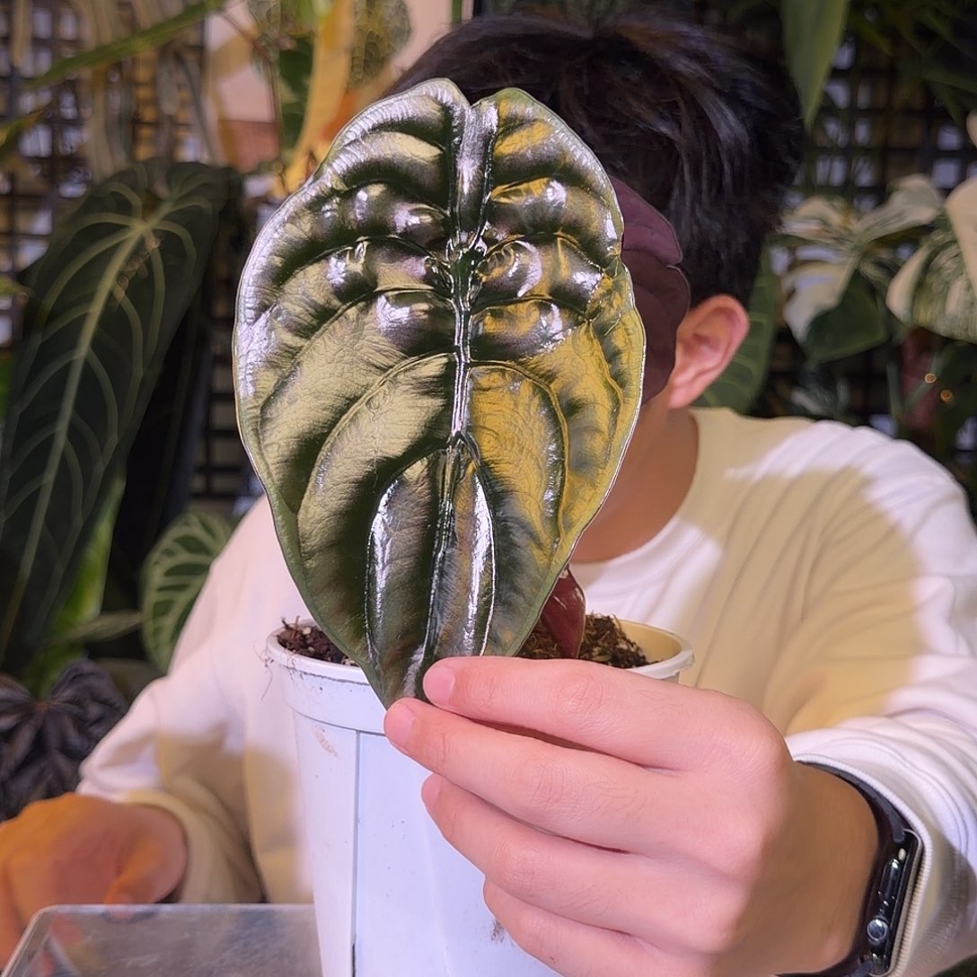 完全开放G77  黑桐海芋