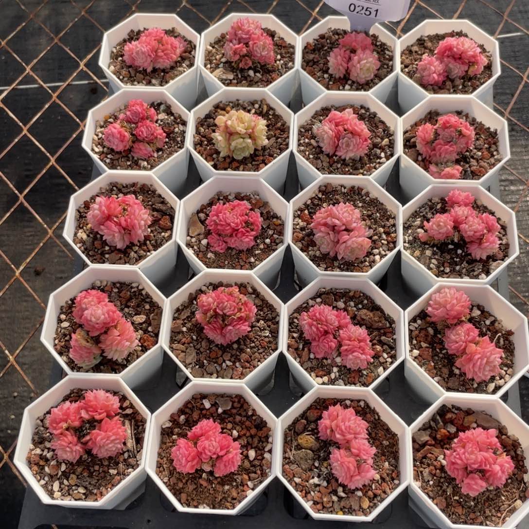 不包整散 盆子不售后0251