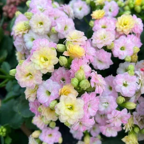 长寿花-（彩虹糖）120盆