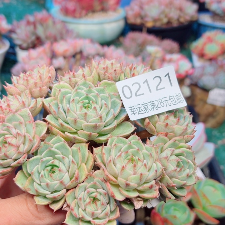 幸运的是我还没遇到你