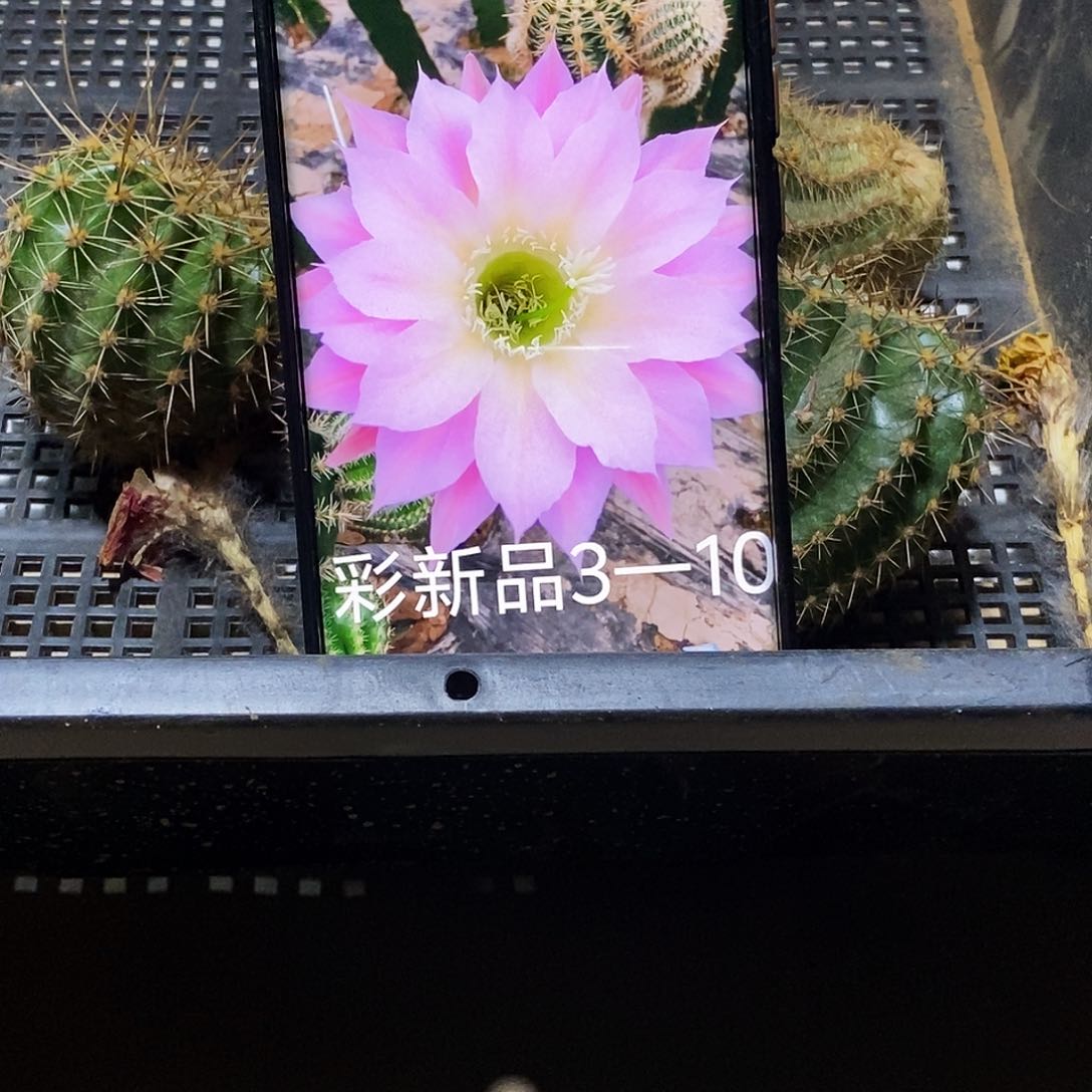 彩 3–10侧芽歪20包邮/4–5公分