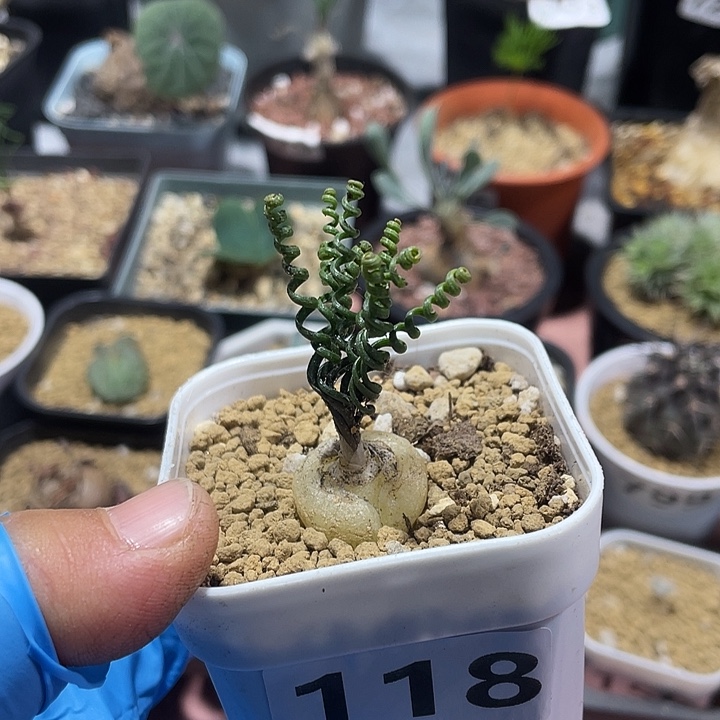 118钢丝弹簧草块根