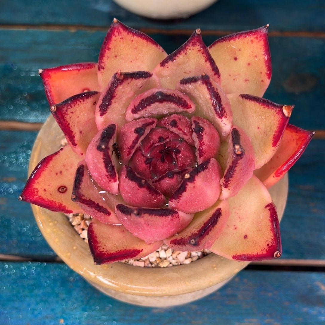 从前慢多肉精选编号0209.204