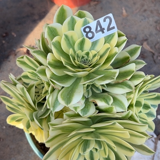 宝*花多肉植物一个