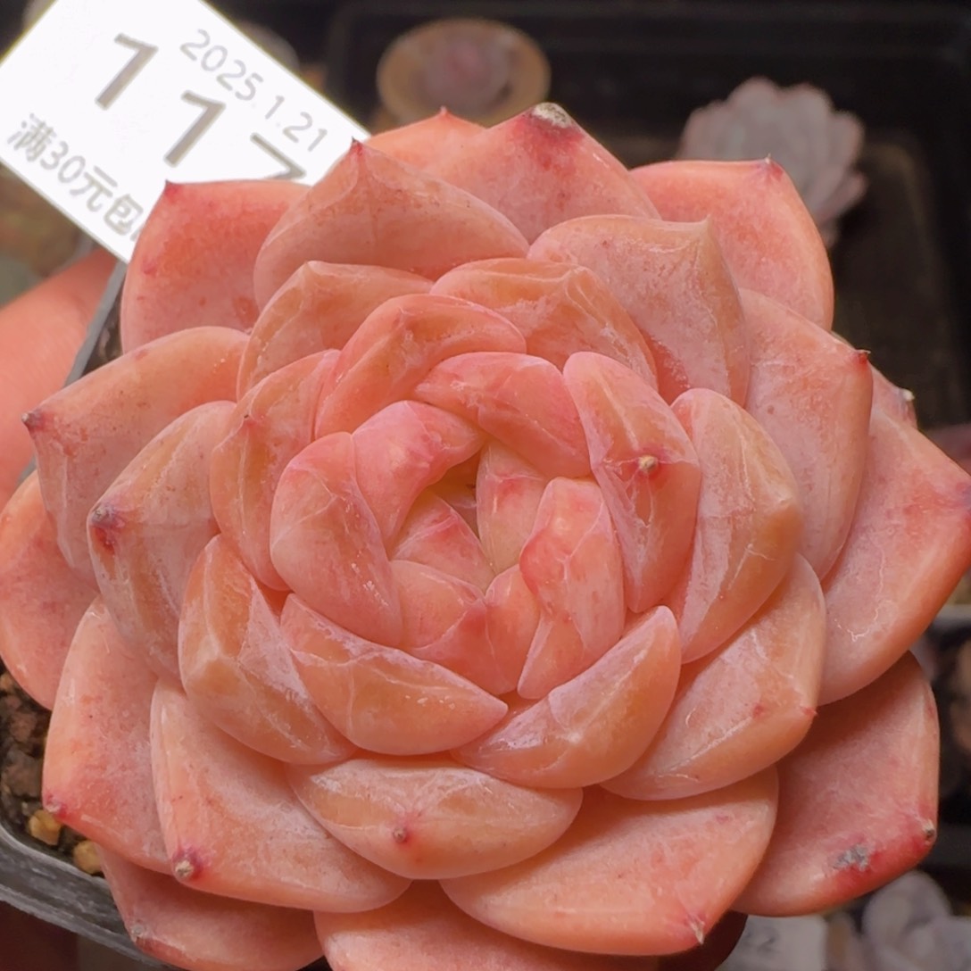 草莓冰魄单头一颗