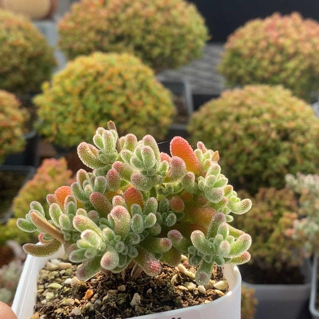 m***g实生冰晶2312枝干番杏