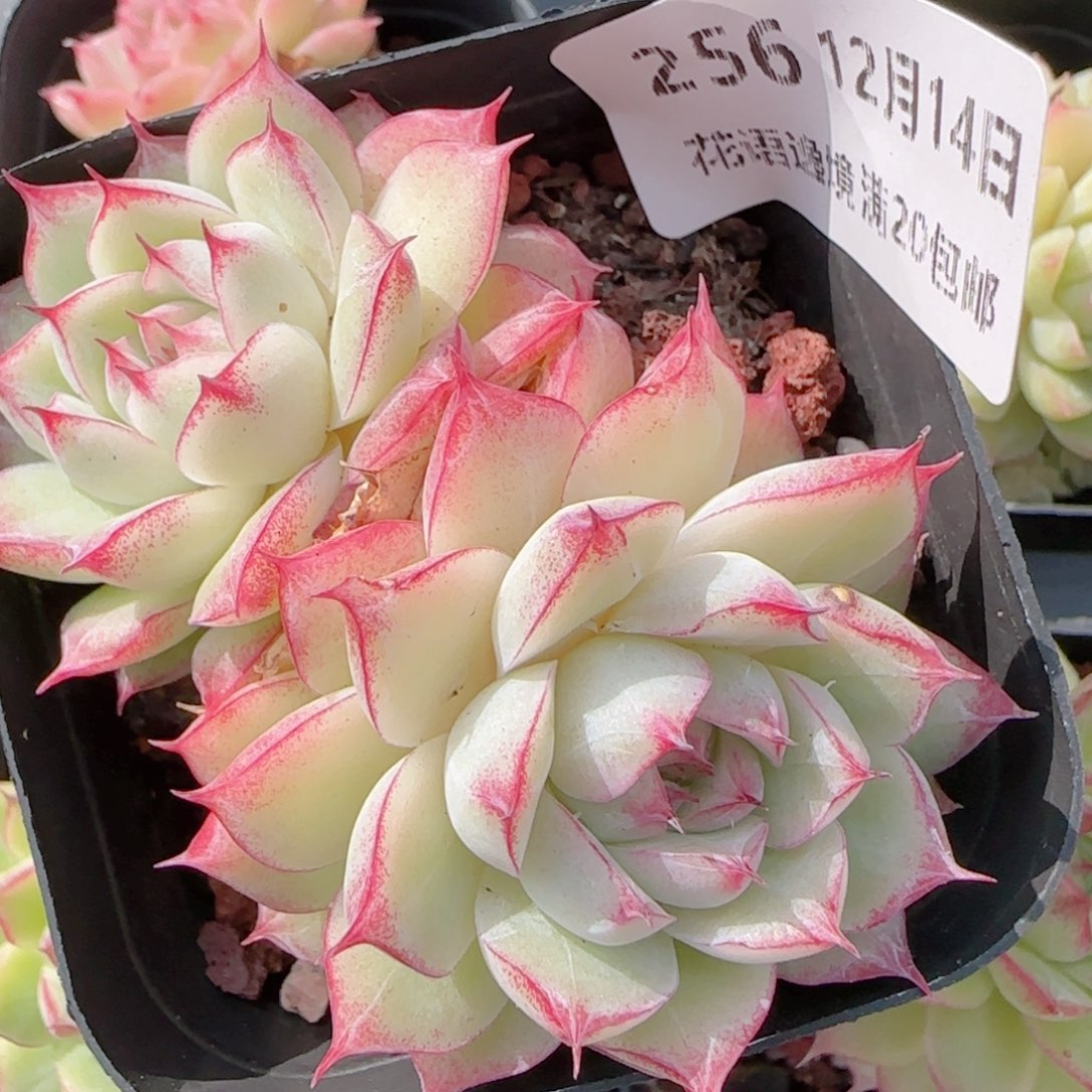 花语多肉1214-256女王散