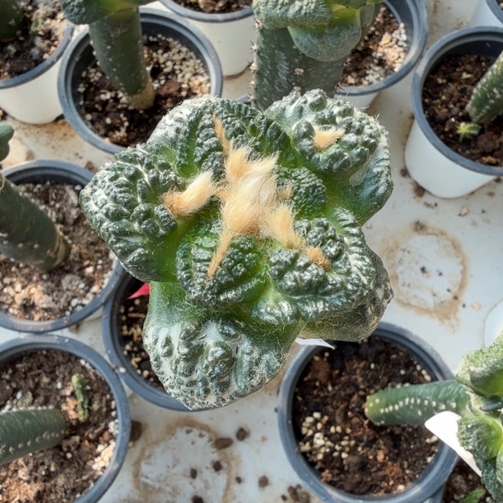 无花朵429金毛龟甲牡丹