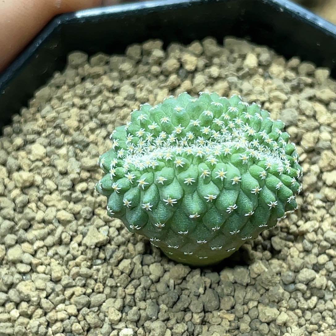 实生根系，菊水缀