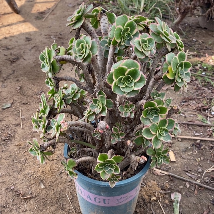 大叶绿玫瑰母本多肉植物22 