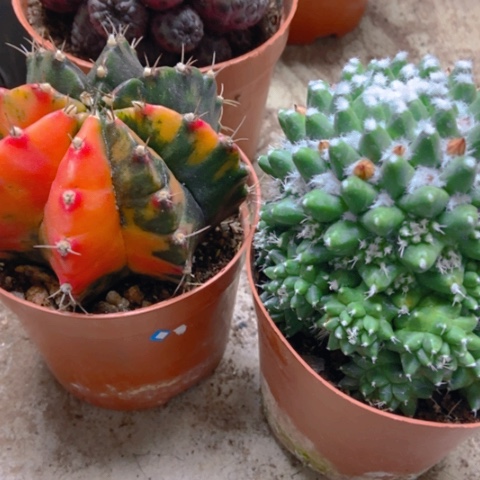 牡丹锦雪糕仙人球18米