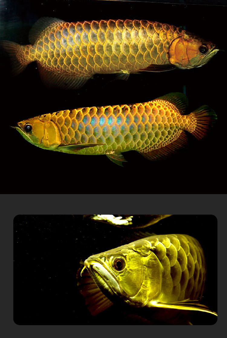 蓝底过背金龙热带观赏金龙鱼