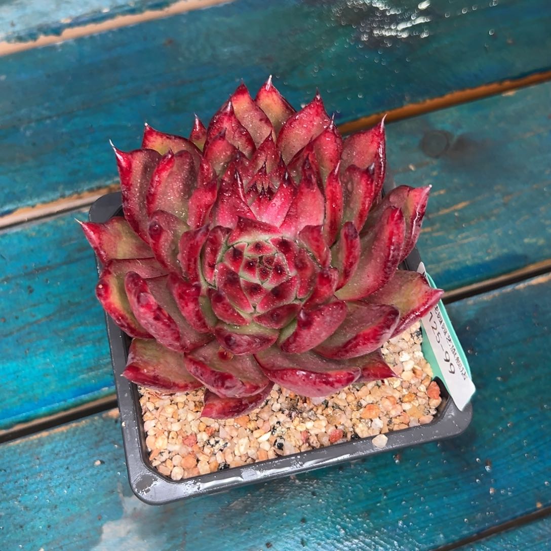 l****贝多肉一物一拍编号0125-99