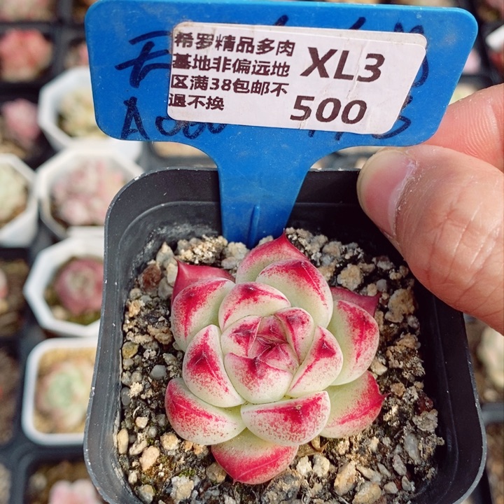 麦秆4.5cm多肉植物