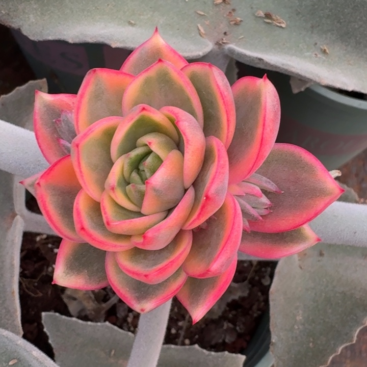 紫水晶锦一物一拍