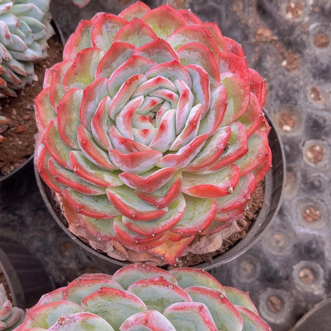 香提卡12公分9999899999